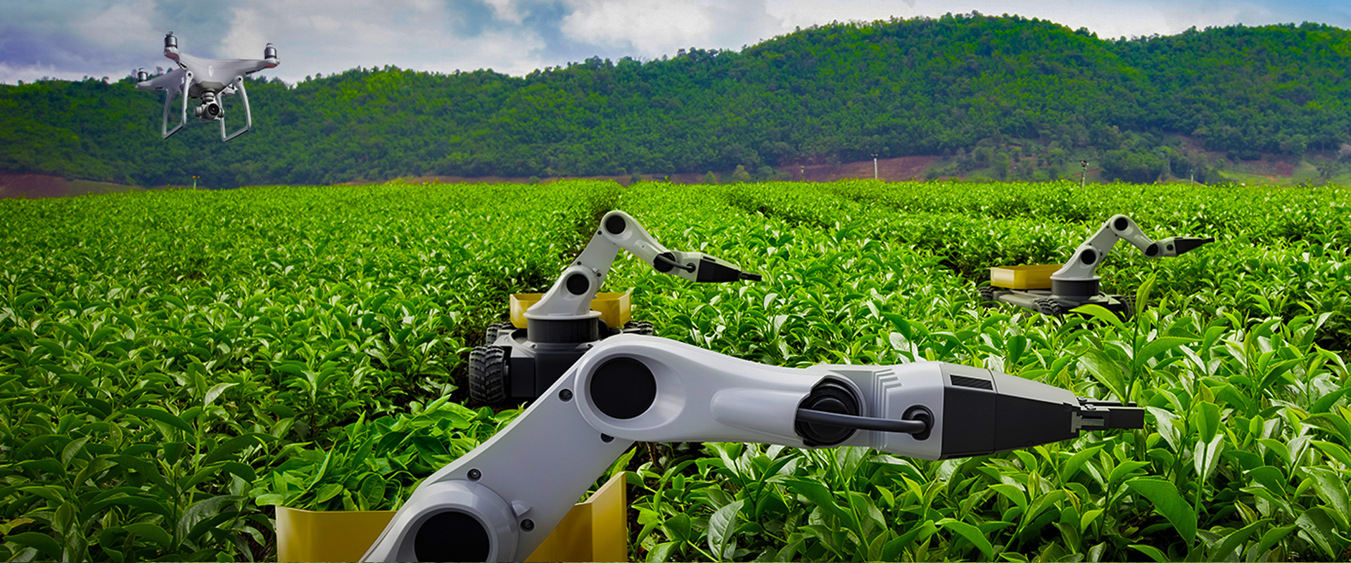 Collaborative robots, AI and machine vision boost agricultural and manufacturing capabilities